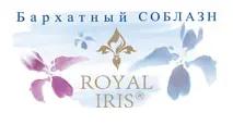 Royal Iris